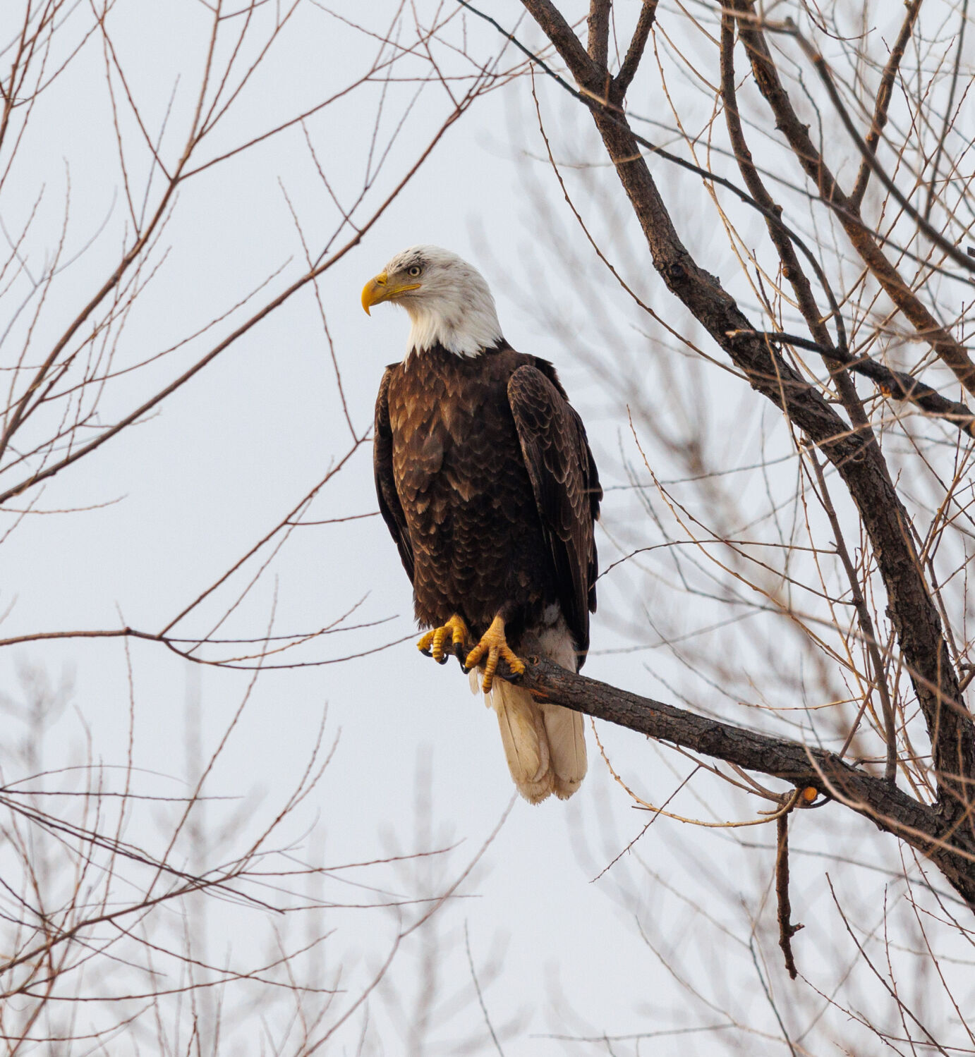 Eagle watch